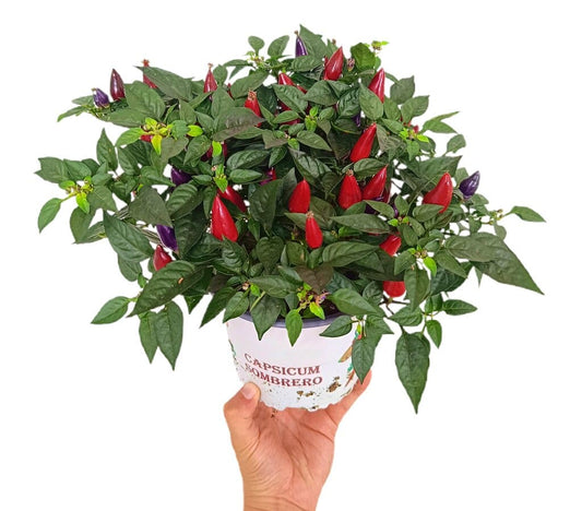 Capsicum Annuum M15 (pimiento)_0