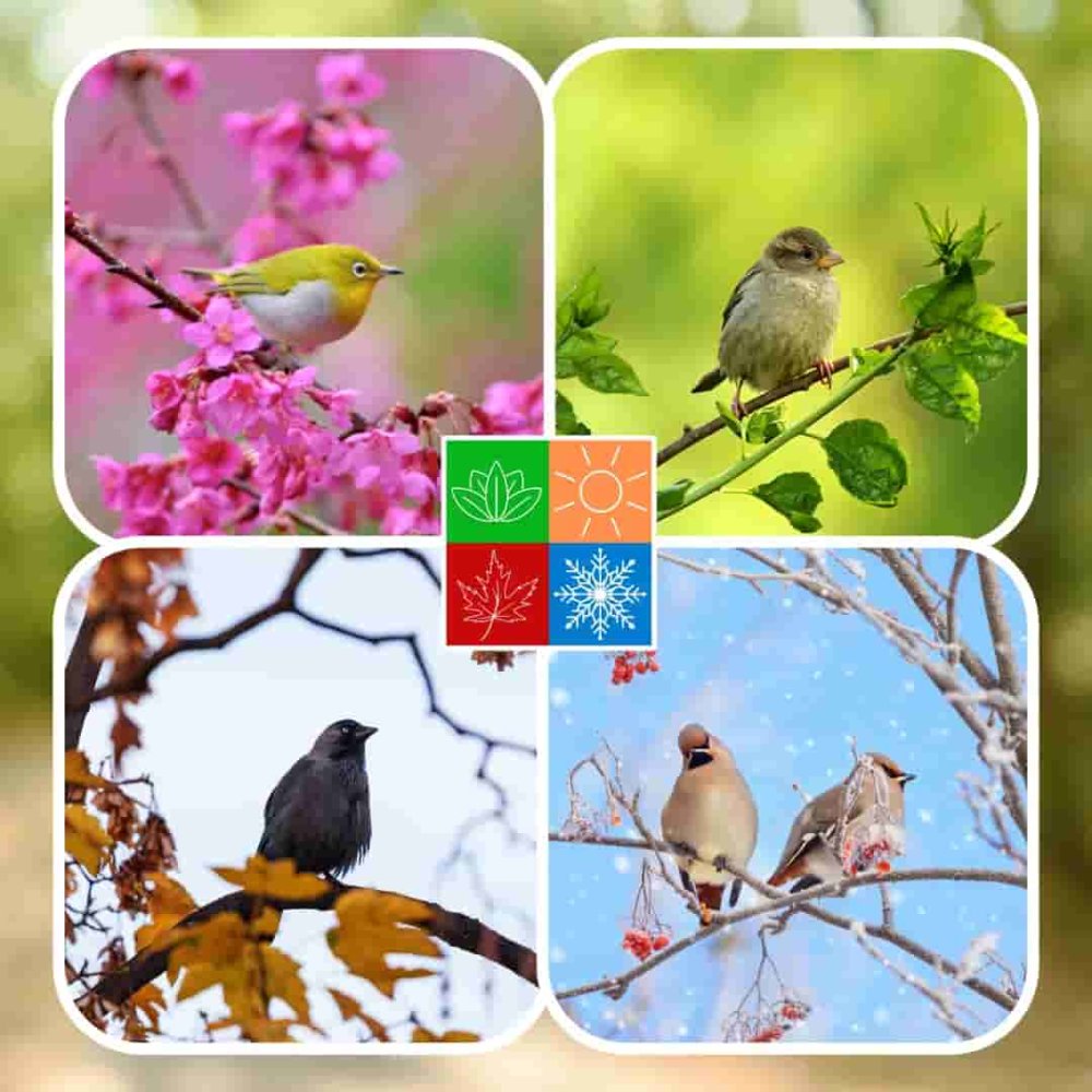 Comida Para Pajaros 25 Kg, Alpiste Para Pajaros, Semillas Para Pajaros