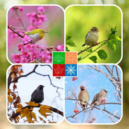 Comida Para Pajaros 25 Kg, Alpiste Para Pajaros, Semillas Para Pajaros