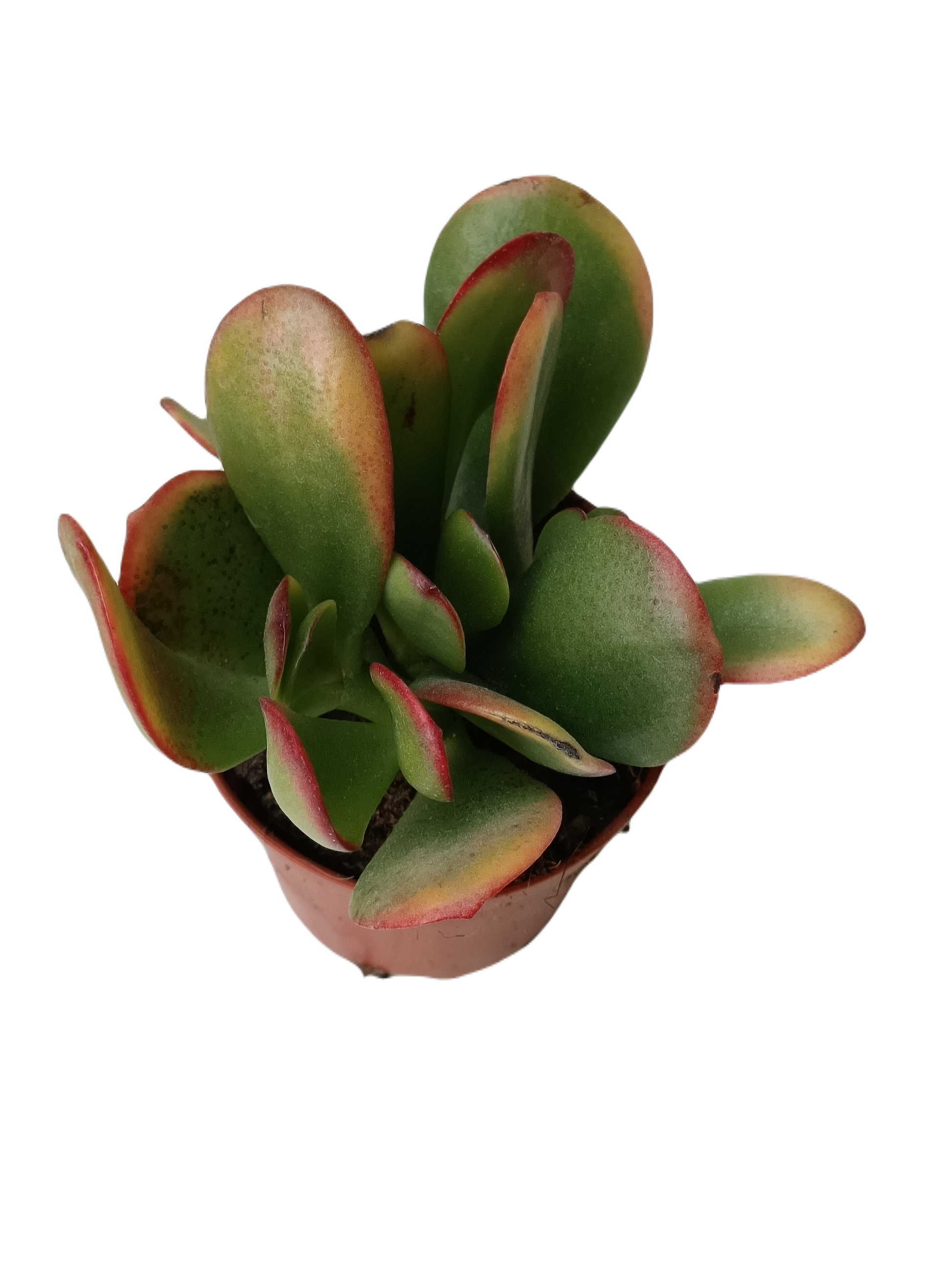 Planta Suculenta De La Suerte Crassula Sunset Ø5 Cm