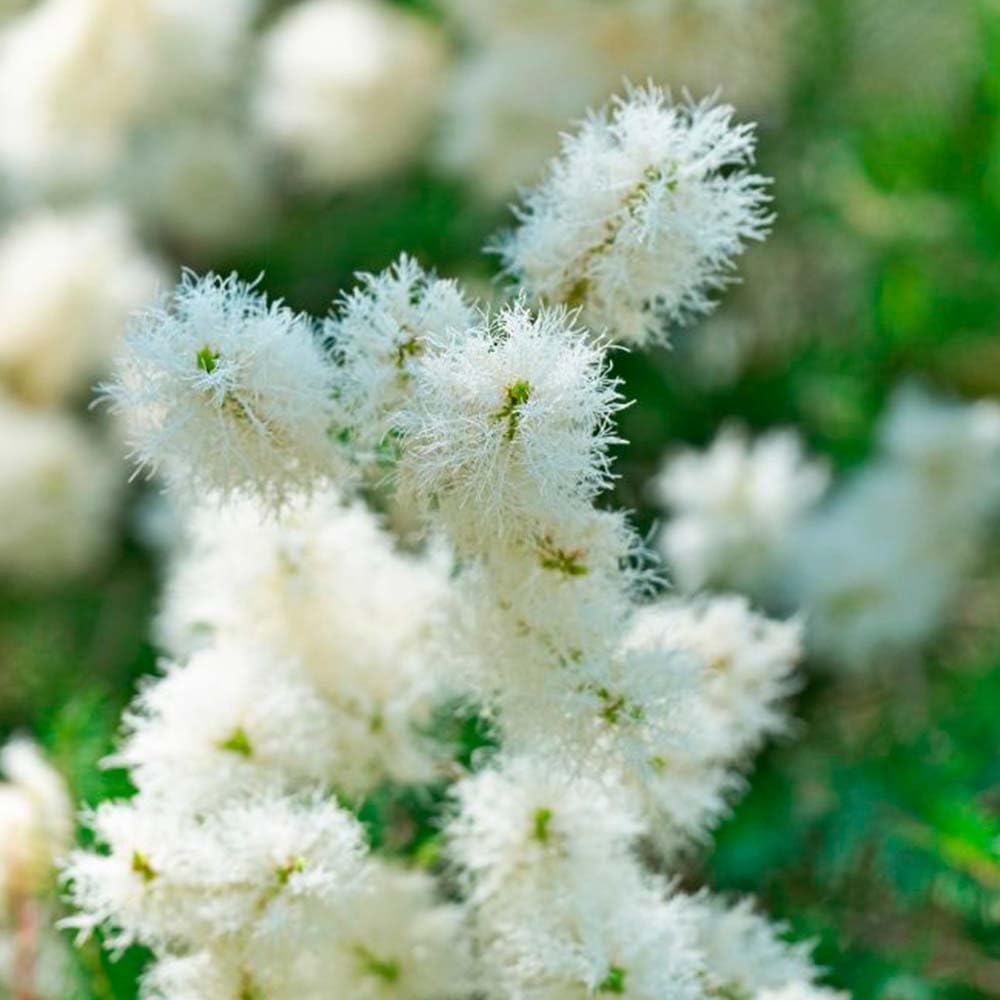 Pack 5 Jabón Natural Árbol De Té - Indicado Para Piel Grasa - Evita Acné - Apto Para Higiene Íntima - Exfoliante Suave_1