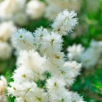 Jabón Natural De Árbol De Té (90g) - Indicado Para Piel Grasa - Evita Acné - Apto Para Higiene Íntima - Exfoliante Suave_1