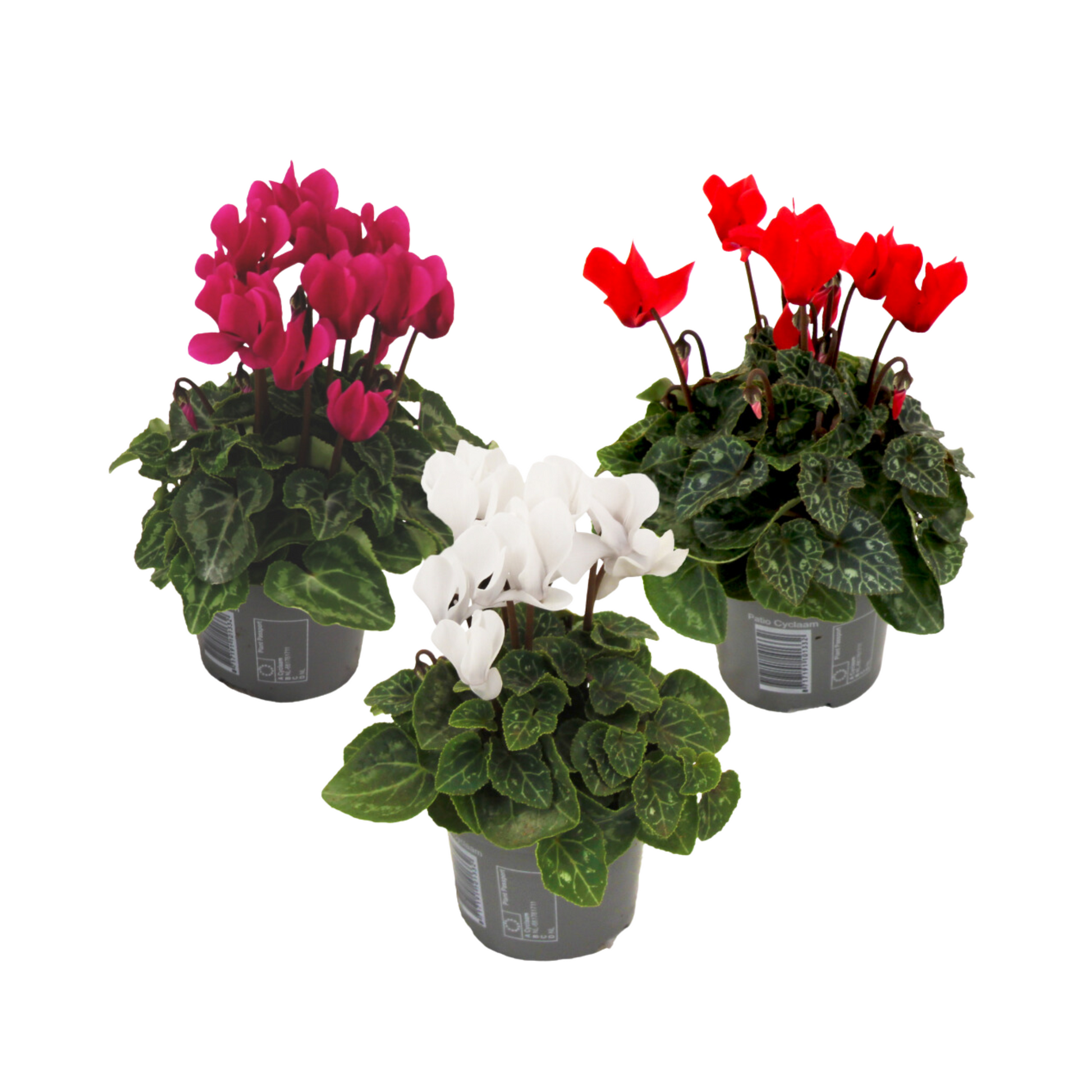 Violeta De Persia - 3 Pzs - Cyclamen Persicum - Altura 10-20cm - ⌀9cm
