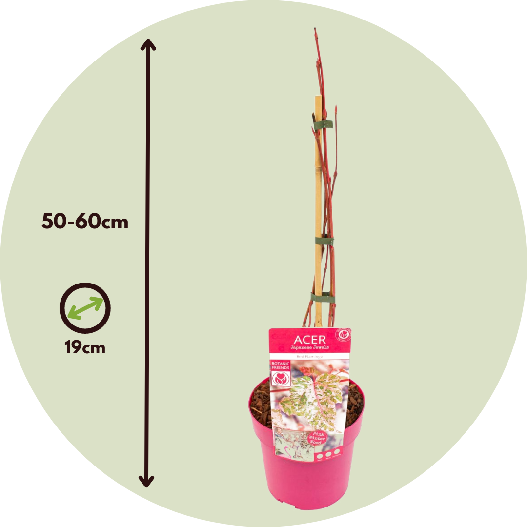Arce Japonés - Acer Conspicuum 'red Flamingo' - Altura 50-60cm - ⌀19cm_2