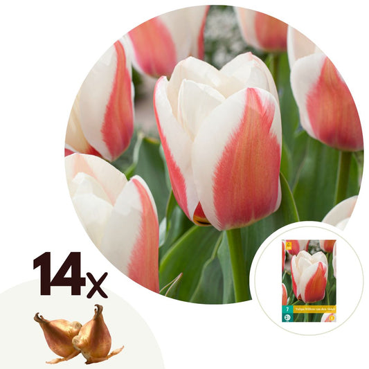 Bulbos De Tulipán - 14 Pzs - Tulipa 'willem Vd Akker' - Bulbos De Flores - Rosa_0