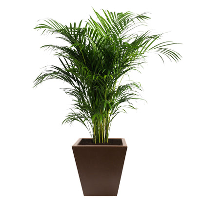 Macetero De Polietileno Por Rotomoldeo Color Bronce 40x40 Cm_2