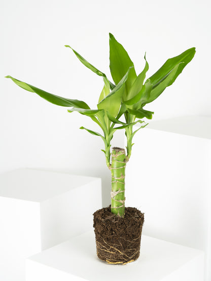 Tronco De Brasil | Altura 40cm - Diámetro 11cm