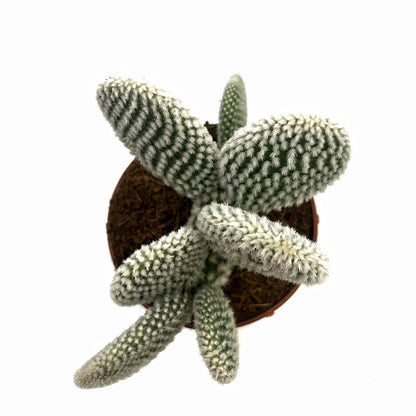 Opuntia Microdasys Var. Albispina Cactus Y Suculentas