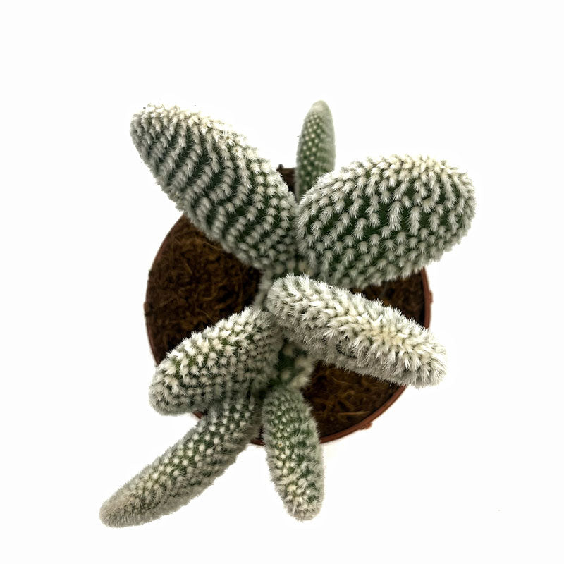 Opuntia Microdasys Var. Albispina Cactus Y Suculentas M8,5 cm Ø_1