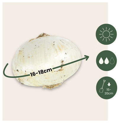 Bulbos De Allium - 15 Pzs - Allium 'purple 'white' - Bulbos De Flores