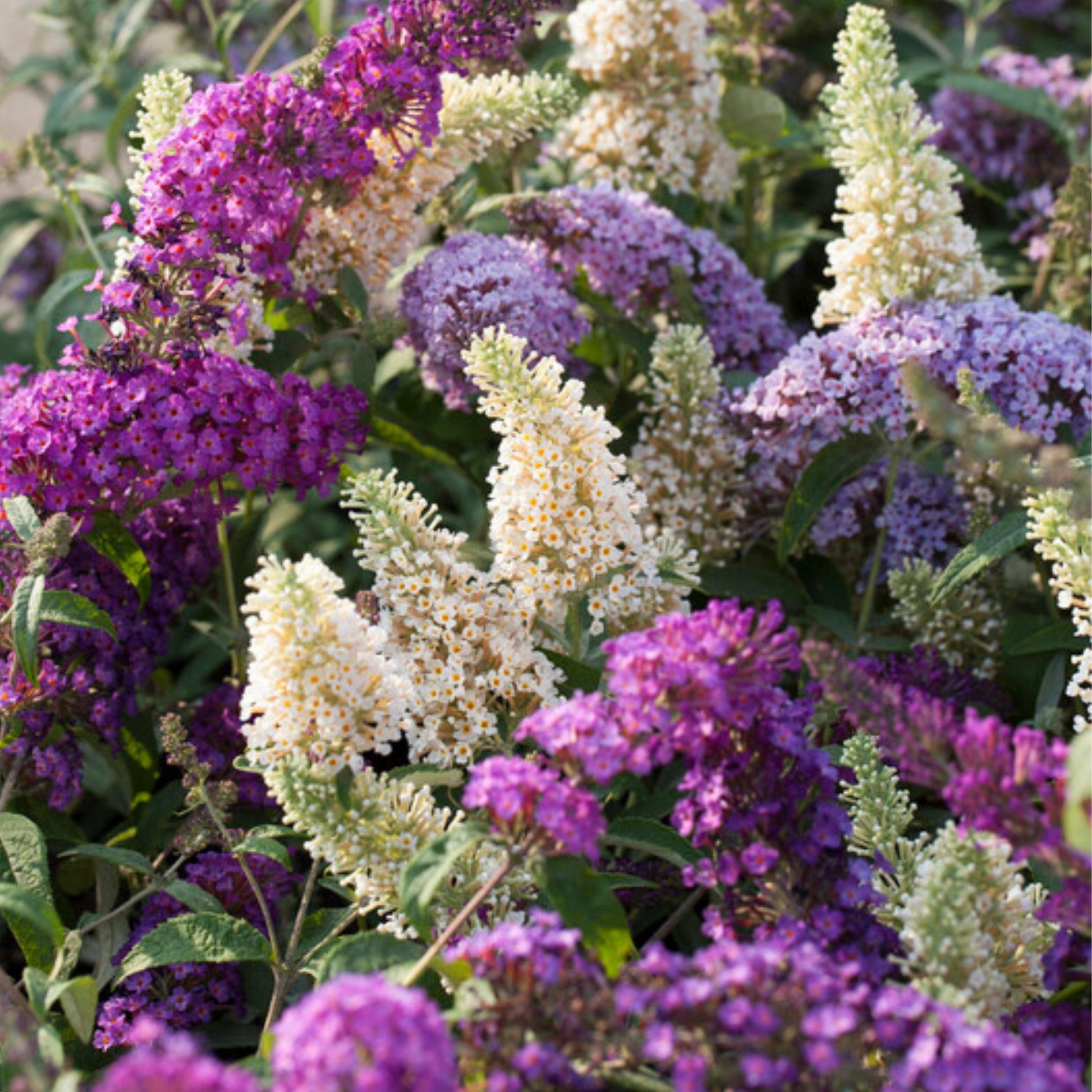 Arbusto De Las Mariposas - 6 Pzs - Buddleja Davidii - Altura 25-40cm - ⌀9cm