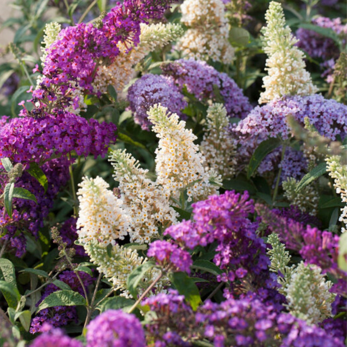 Arbusto De Las Mariposas - 3 Pzs - Buddleja Davidii - Altura 25-40cm - ⌀9cm