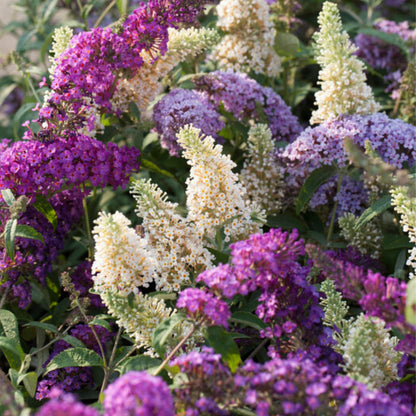Arbusto De Las Mariposas - 3 Pzs - Buddleja Davidii - Altura 25-40cm - ⌀9cm