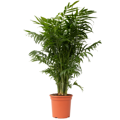 Pacaya - Palmera De Salón - Chamaedorea Elegans - Altura 80-90cm - ⌀20cm_0