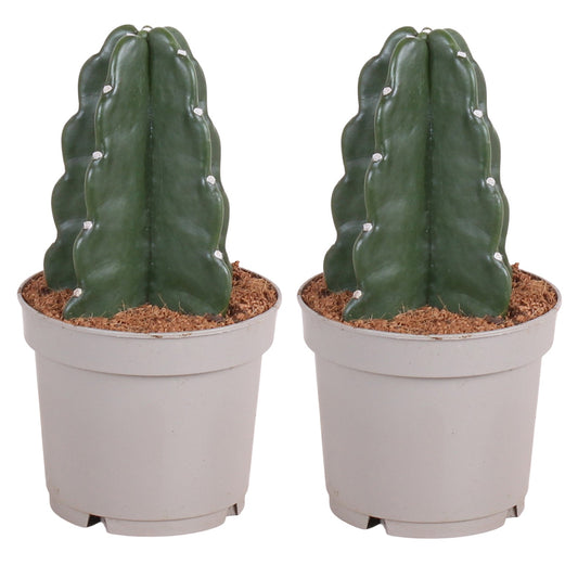 Cactus - 2 Pzs - Cereus Jamacaru - Altura 25-30cm - ⌀12cm_0