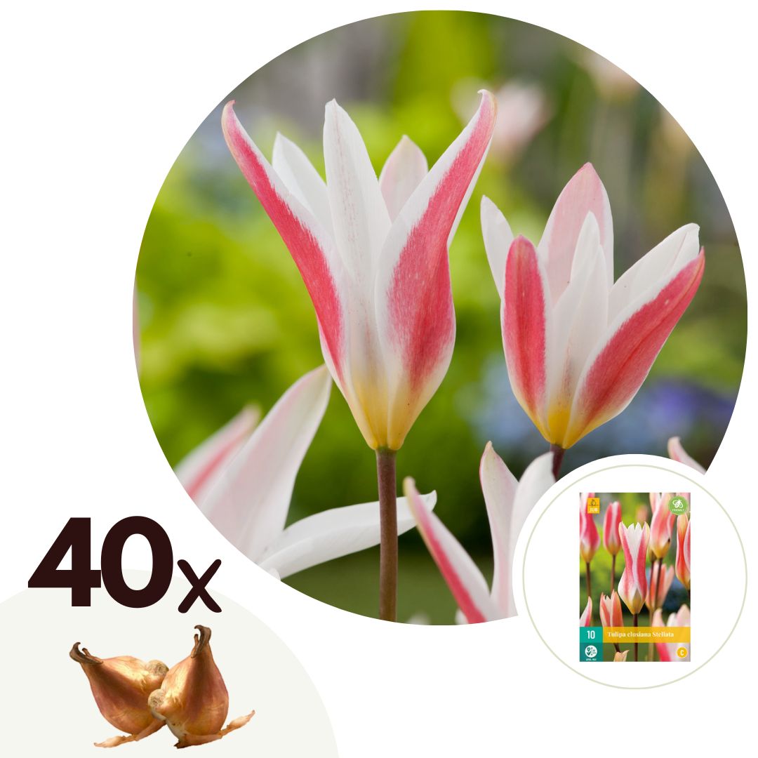 Bulbos De Tulipán - 40 Pzs - Tulipa 'clusiana Stellata' - Bulbos De Flores_0