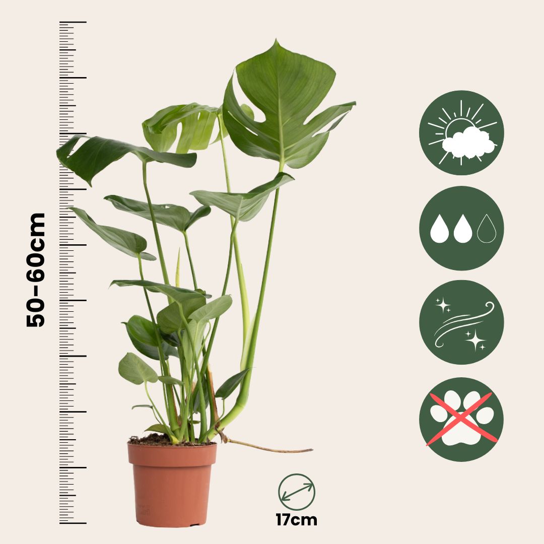 Costilla De Adán - Monstera Deliciosa - Altura 50-60cm - ⌀17cm_2