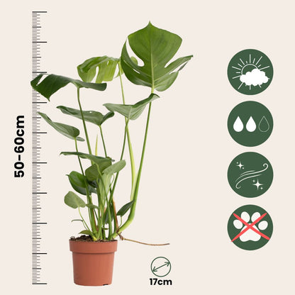 Costilla De Adán - Monstera Deliciosa - Altura 50-60cm - ⌀17cm_2