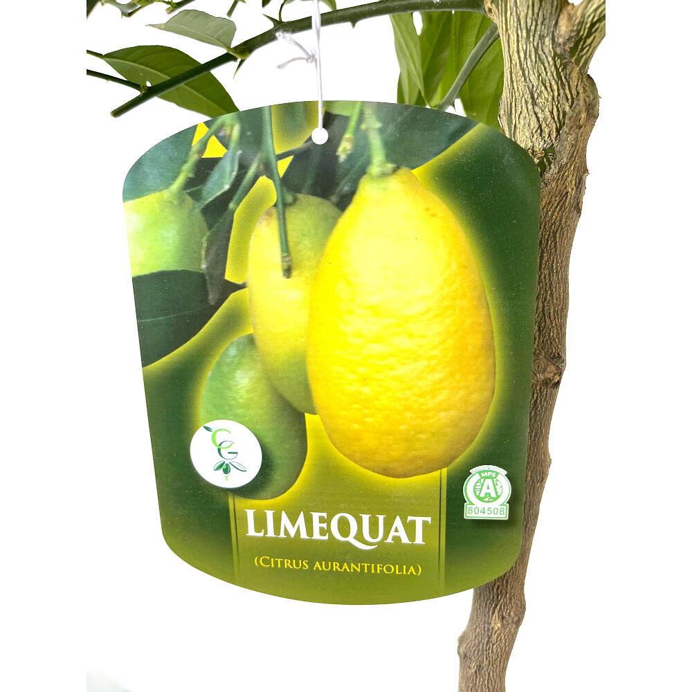Limequat Copa M27 130cm_1