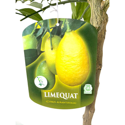 Limequat Copa M26 140cm