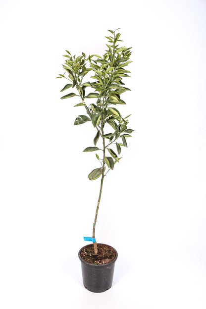 Naranjo - Maceta 22cm. - Altura Aprox. 100/120cm.