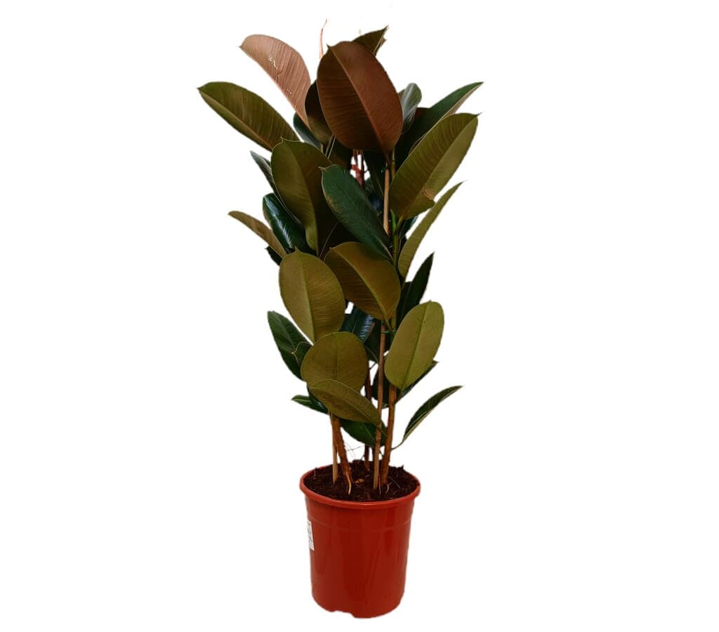 Ficus Elastica Robusta M25_0
