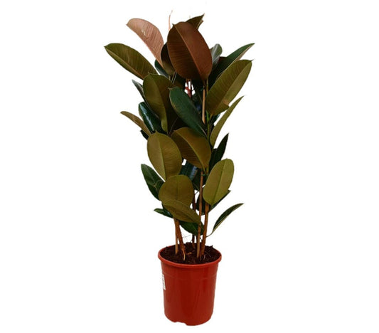 Ficus Elastica Robusta M25_0