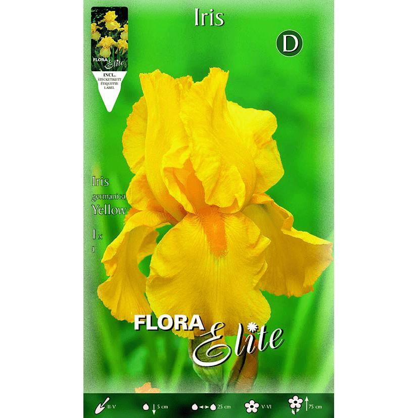 Bulbo Iris Germánica amarillo 1 ud