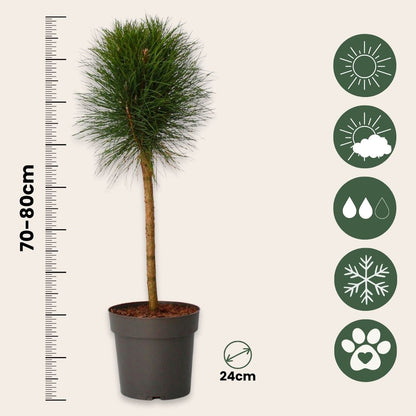 Pino Enano - Pinus 'summer Breeze' - Altura 70-80cm - ⌀24cm