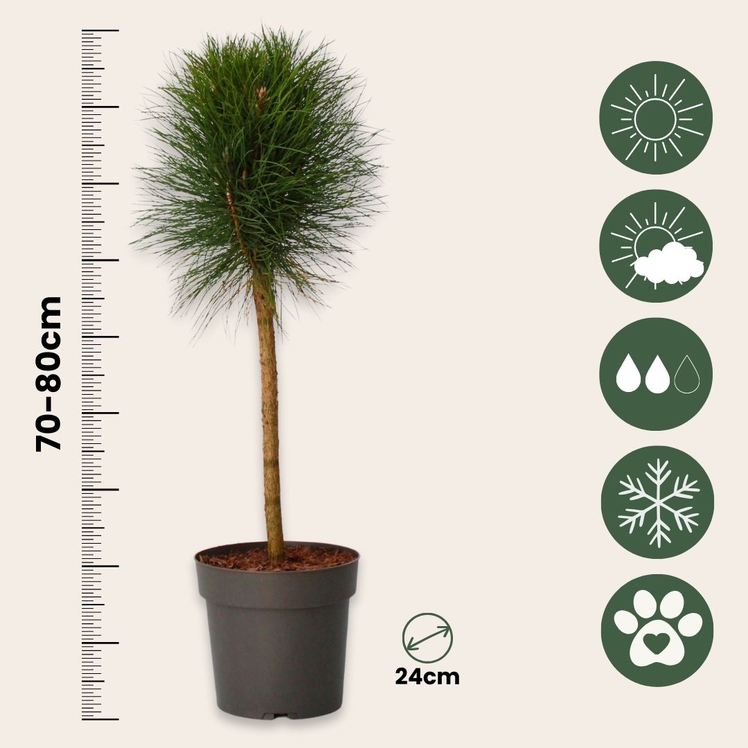 Pino Enano - Pinus 'summer Breeze' - Altura 70-80cm - ⌀24cm_2