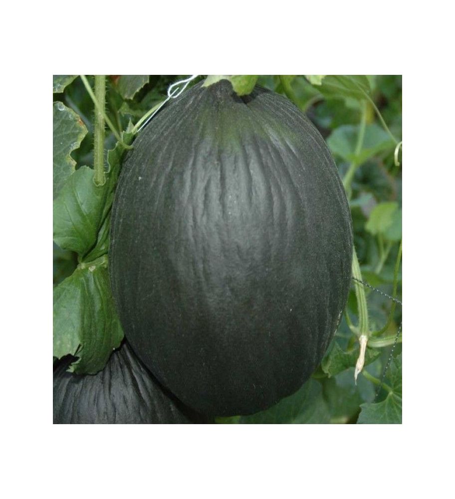 Plantón Plantel Melón Tendral (10 Unidades)_0