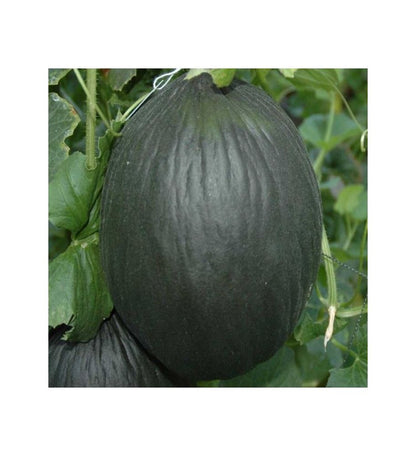 Plantón Plantel Melón Tendral (10 Unidades)_0