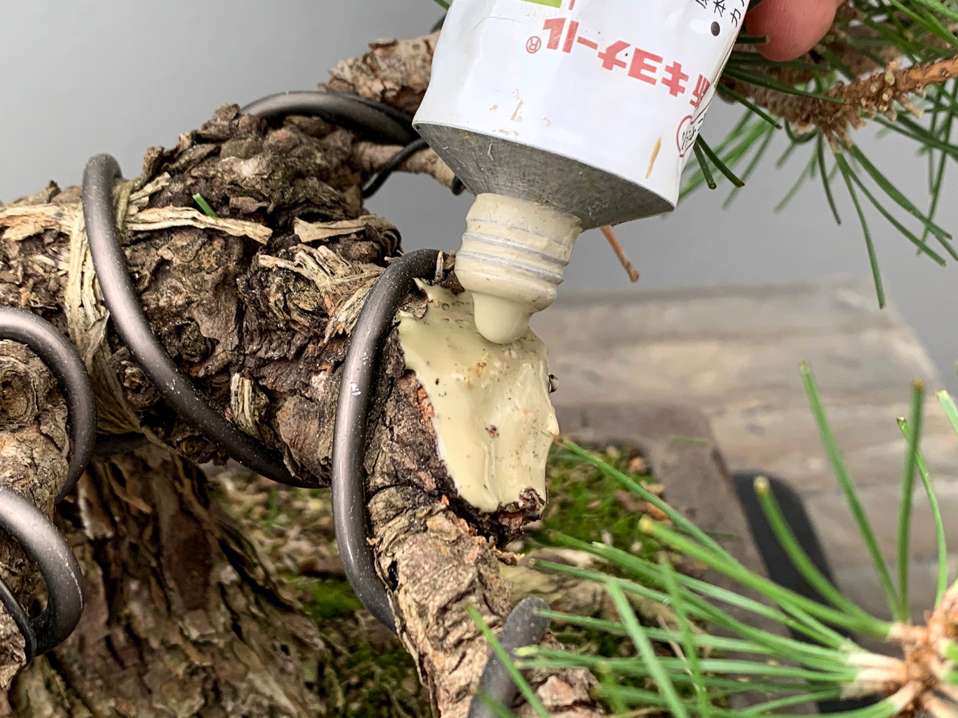 Bálsamo Cicatrizante Para Bonsái - 100g