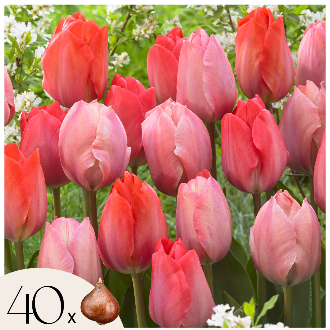 Bulbos De Tulipán - 40 Pzs - Tulipa 'salmon' 'van Eijk'_0
