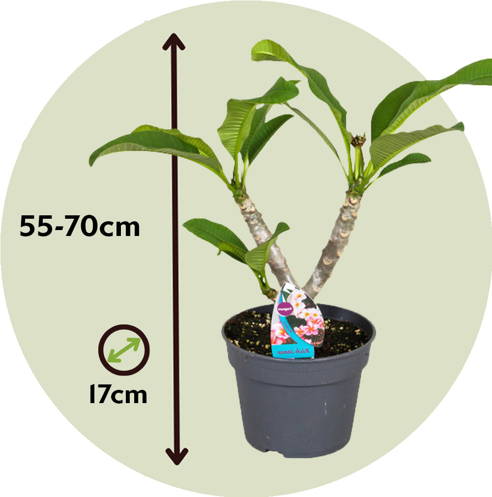 Frangipani - Plumeria Rubra 'rosa' - Incluye Cesta - Altura 55-70cm - ⌀17cm_2