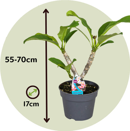 Frangipani - Plumeria Rubra 'rosa' - Altura 55-70cm - ⌀17cm_2