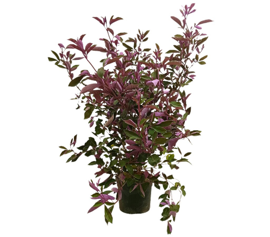 Vitex Trifolia Purpurea M19 70cm