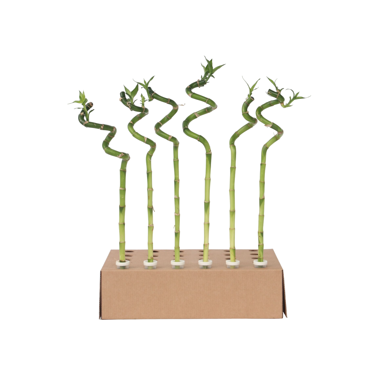Bambú De La Suerte - 12 Pzs - Dracaena Sanderiana - Altura 40-50cm - ⌀2cm_0