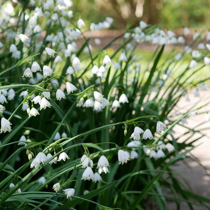 Campanilla De Verano - 40 Pzs - Leucojum Aestivum - Bulbos De Flores - Blanco