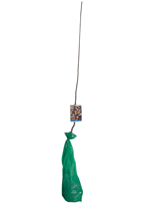 Frutal Avellano Negreta De Tarragona Cepellón 140 CM_0