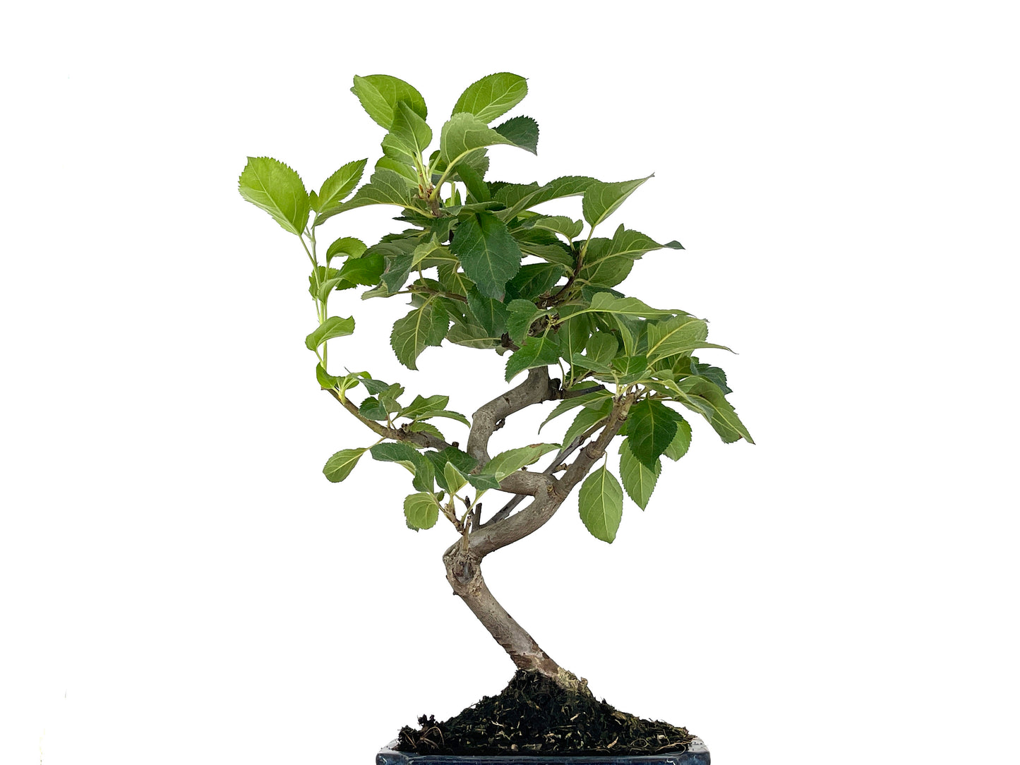 Bonsái Malus – Manzano 7 Años