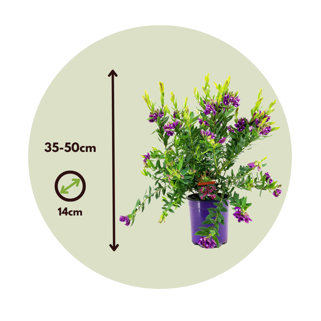 Polígala Rosa - Polygala Myrtifolia 'bibi Pink' - Altura 35-50cm - ⌀14cm_2
