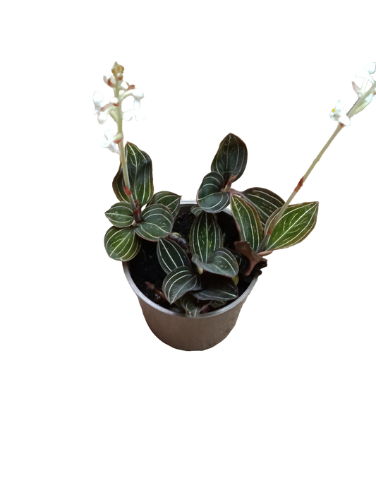 Ludisia Discolor Orquidea Joya Planta De Flor Ø12_0