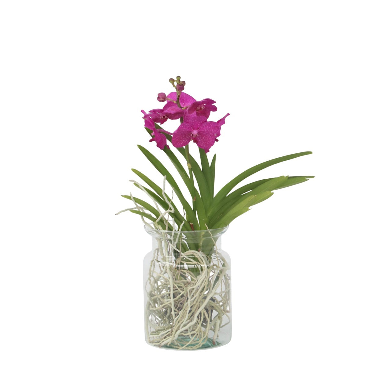 Orquídea Vanda - Vanda 'cerise' - Altura 40-50cm - ⌀14cm_0
