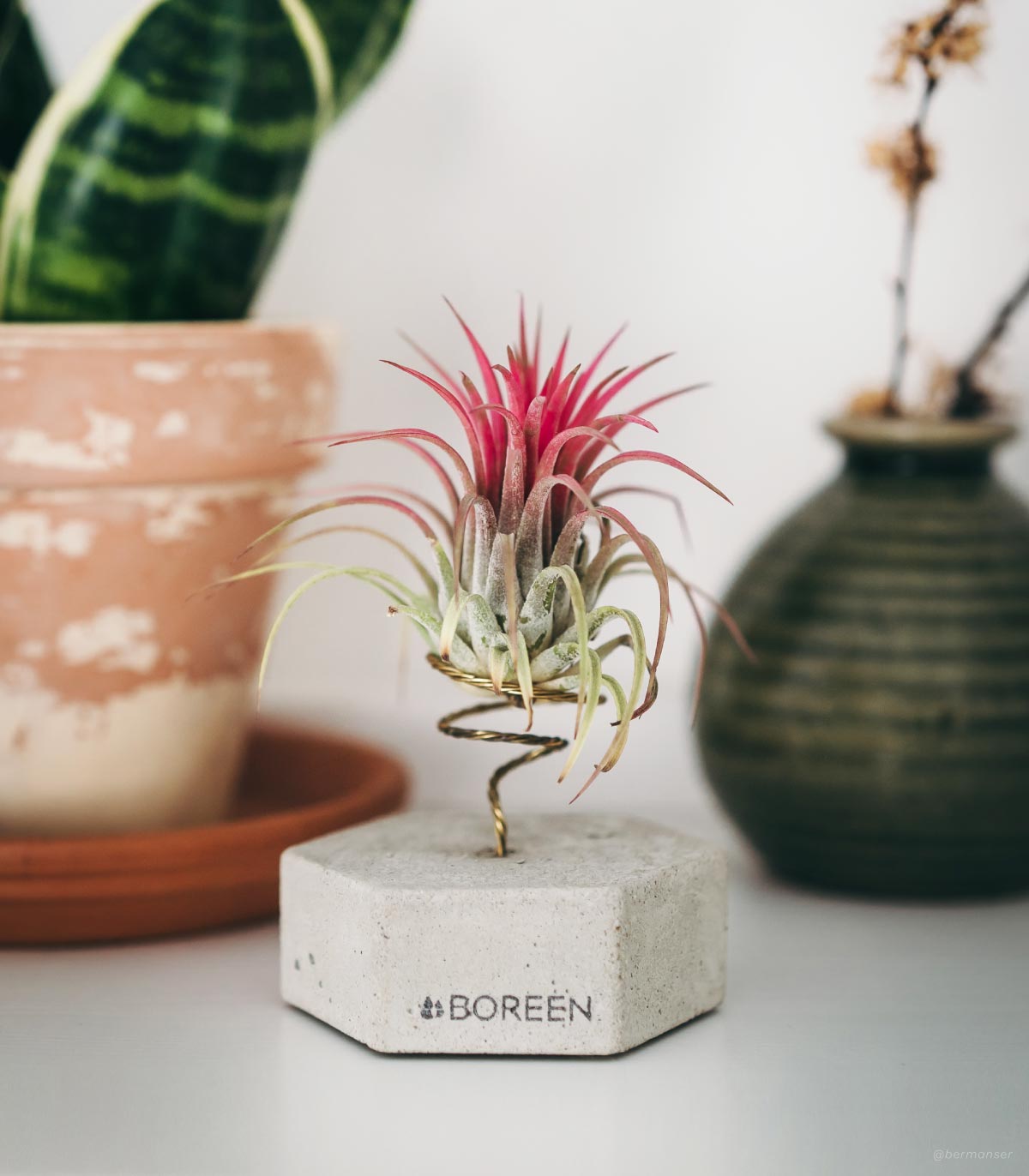 Planta De Aire Tillandsia Ionantha Con Hexágono De Hormigón_1