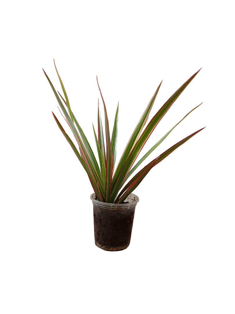 Planta Dracena Marginata De Interior Mini Ø5 Cm