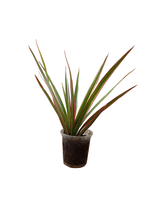 Planta Dracena Marginata De Interior Mini Ø5 Cm