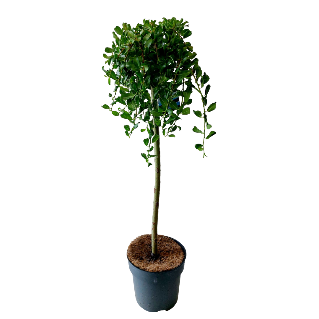 Sauce Arbustivo - Salix Arbuscula - Altura 80-90cm - ⌀19cm_0