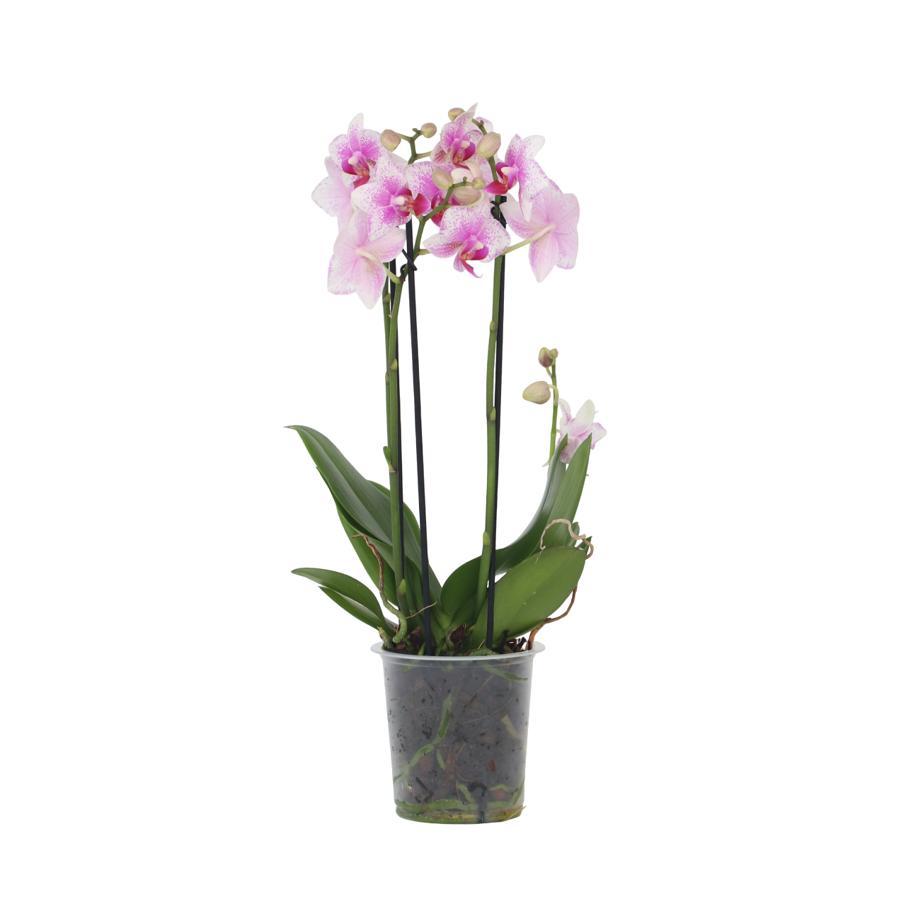 Orqídea Phalaenopsis - Phalaenopsis Multiflora - Altura 35-45cm - ⌀12cm_0