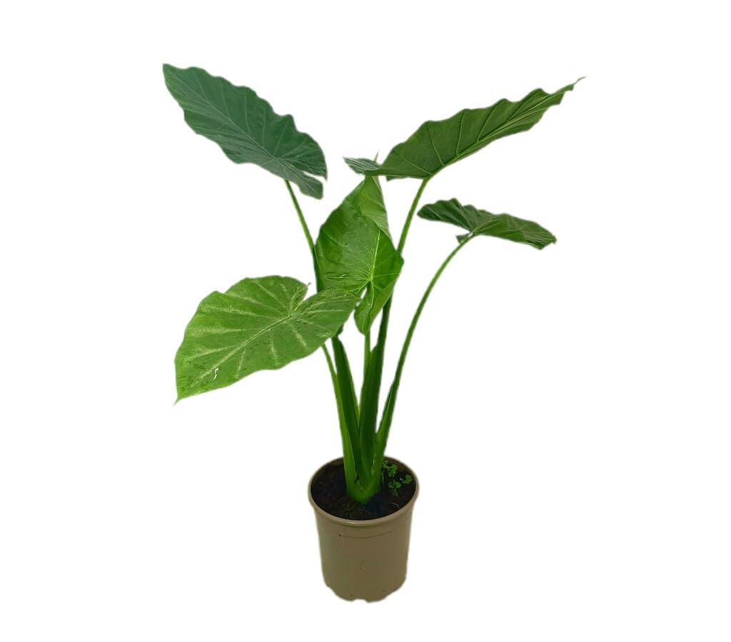 Alocasia Macrorrhiza M23 80-100cm_0